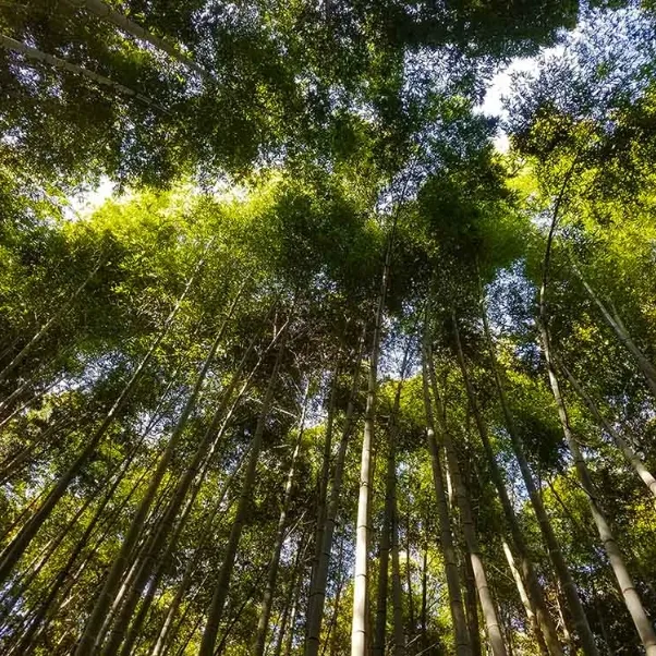 Climate Change, Environment &amp; Human Rights